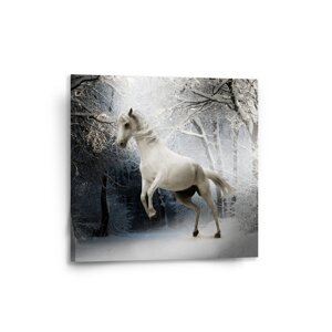 Obraz Bílý kůň - 50x50 cm