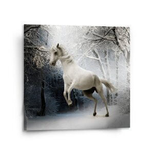 Obraz Bílý kůň - 110x110 cm