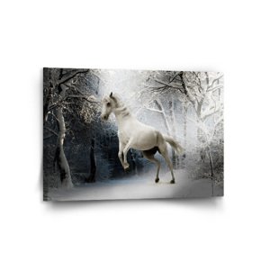 Obraz Bílý kůň - 120x80 cm