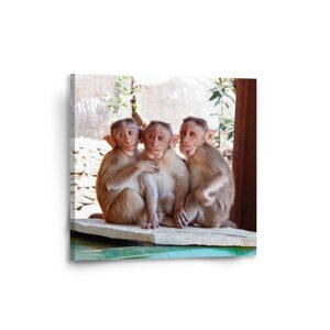 Obraz Opičky - 50x50 cm