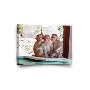 Obraz Opičky - 90x60 cm