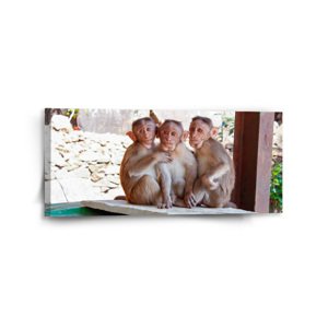 Obraz Opičky - 110x50 cm