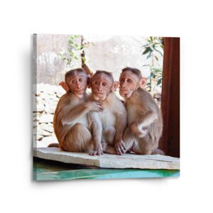 Obraz Opičky - 110x110 cm