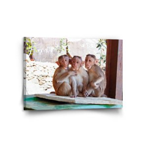 Obraz Opičky - 120x80 cm