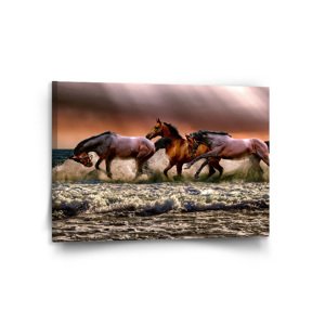 Obraz Koně ve vodě - 120x80 cm