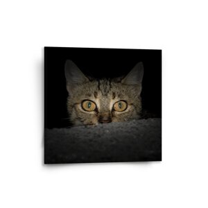 Obraz Kočka - 50x50 cm
