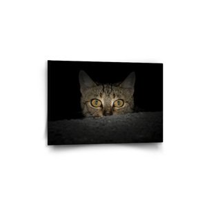 Obraz Kočka - 60x40 cm