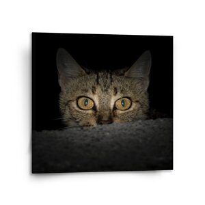Obraz Kočka - 110x110 cm