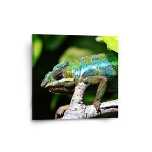 Obraz Chameleon - 50x50 cm