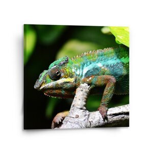 Obraz Chameleon - 110x110 cm