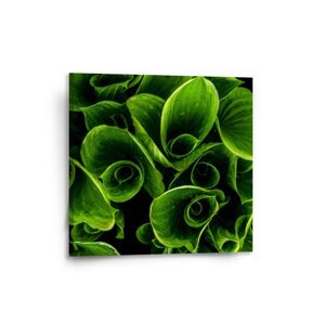 Obraz Zelené listy - 50x50 cm