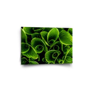 Obraz Zelené listy - 60x40 cm