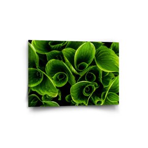 Obraz Zelené listy - 90x60 cm