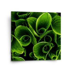 Obraz Zelené listy - 110x110 cm