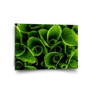 Obraz Zelené listy - 120x80 cm