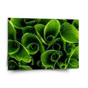 Obraz Zelené listy - 150x110 cm