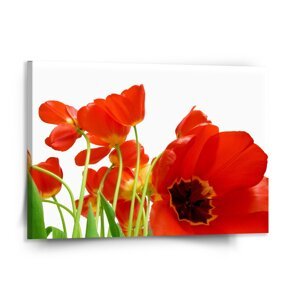 Obraz Tulipány - 150x110 cm