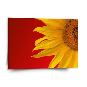 Obraz Slunečnice - 150x110 cm