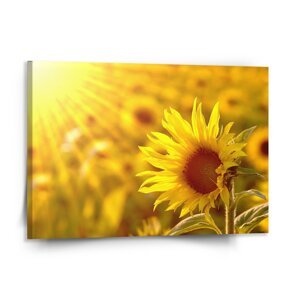 Obraz Slunečnice 3 - 150x110 cm