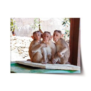 Plakát Opičky - 90x60 cm
