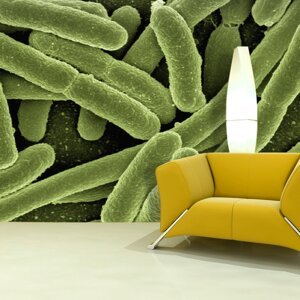 Tapeta Bakterie - 125x75 cm